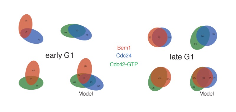 Figure 4—figure supplement 1.