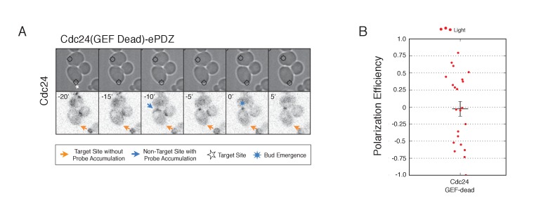 Figure 6—figure supplement 2.