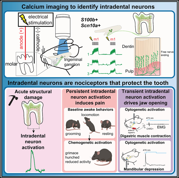 graphic file with name nihms-2107249-f0001.jpg