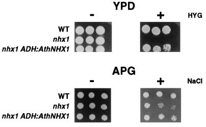 Figure 5