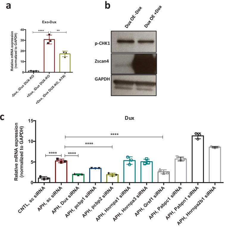 Figure 5—figure supplement 1.