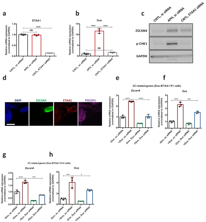 Figure 4—figure supplement 2.