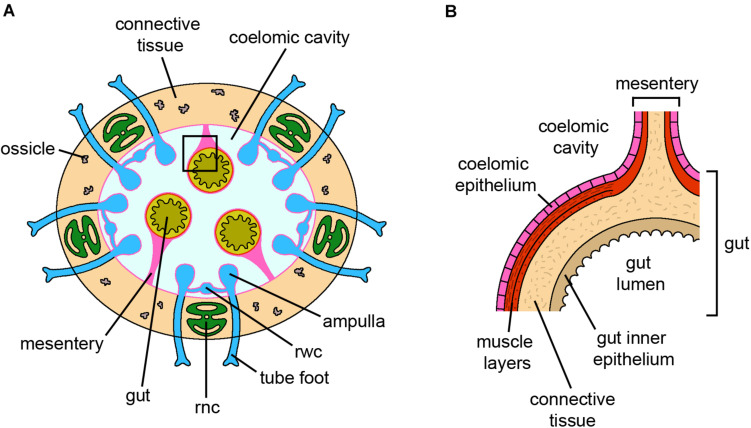 FIGURE 4