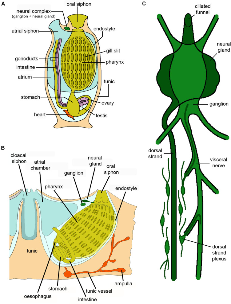 FIGURE 9