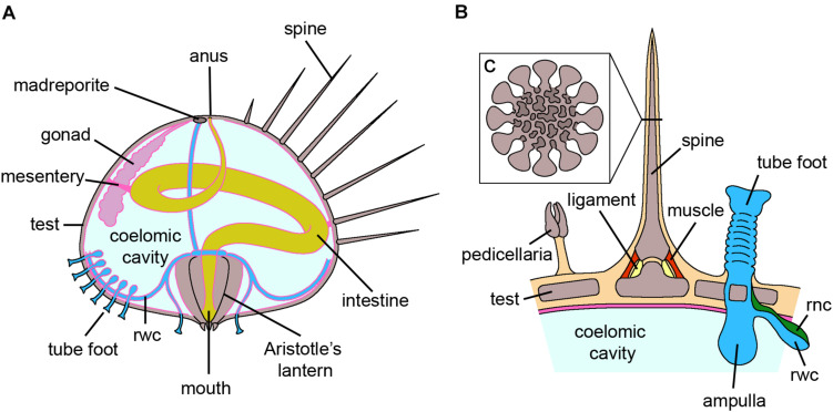 FIGURE 3