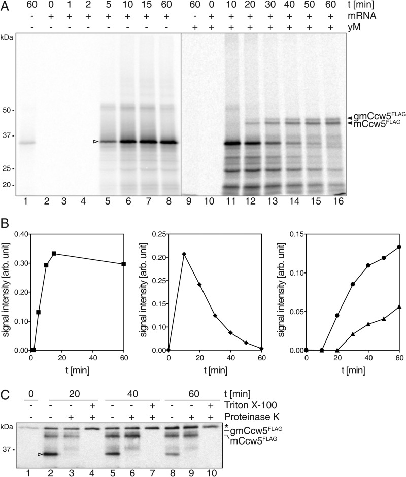 FIGURE 4.