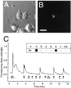 Fig. 3.
