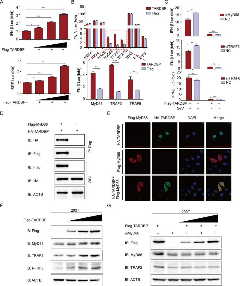 FIG 6