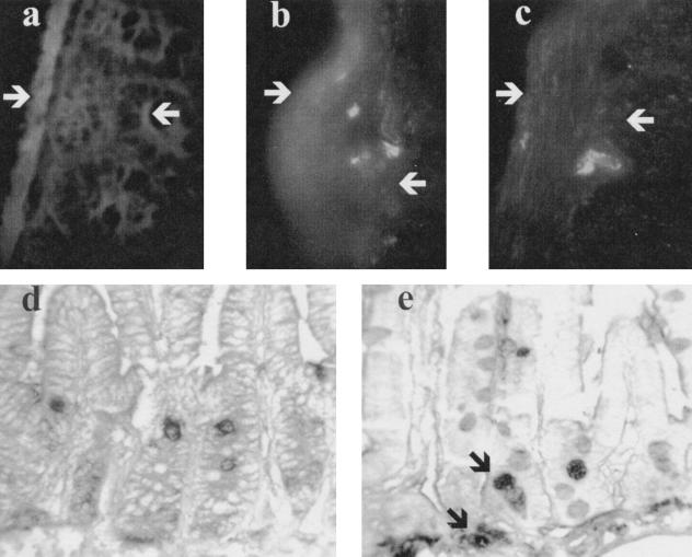 FIG. 6