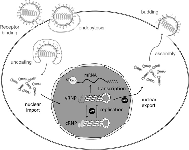 Fig 2