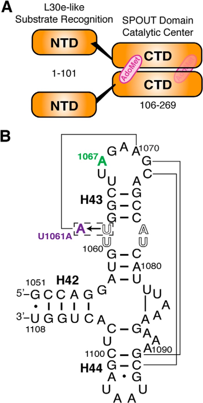 FIGURE 1.