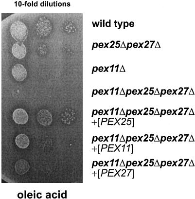 Figure 10.