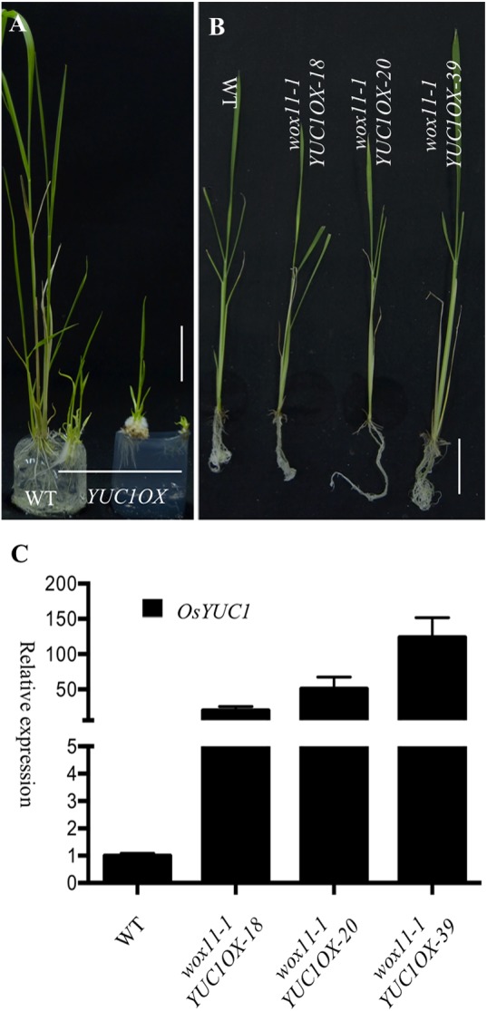 FIGURE 6