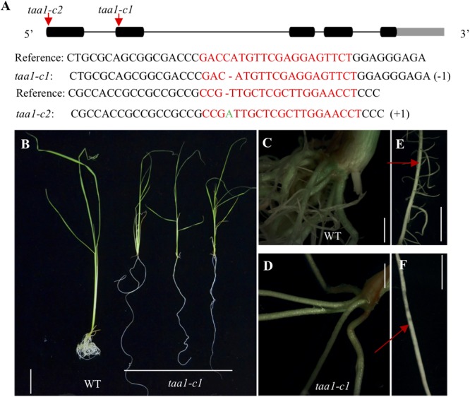 FIGURE 4