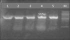 Figure-4