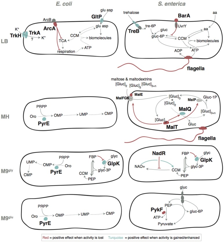 Figure 7