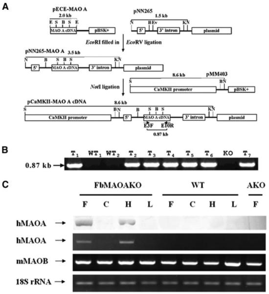 FIGURE 1