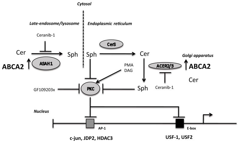 Figure 11