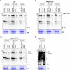 Figure 4—figure supplement 5.