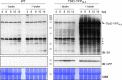 Figure 3—figure supplement 1.