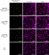 Figure 4—figure supplement 1.