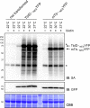 Figure 2—figure supplement 2.