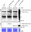 Figure 4—figure supplement 4.