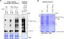 Figure 4—figure supplement 6.