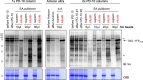 Figure 4—figure supplement 7.