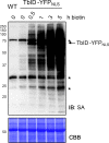 Figure 2—figure supplement 1.