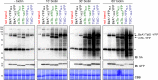 Figure 1—figure supplement 3.