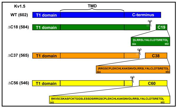 Scheme I