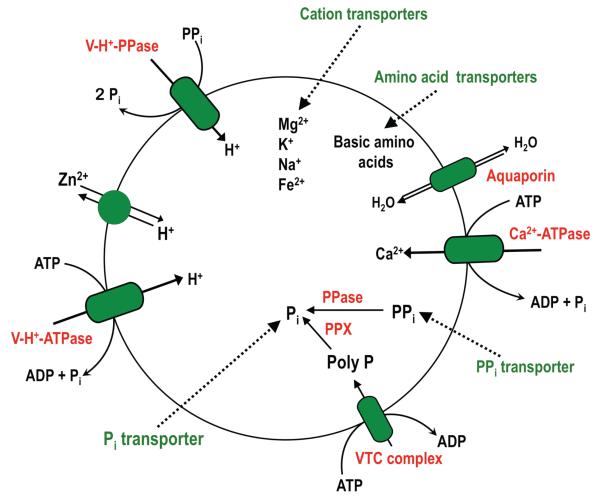 Fig. 2