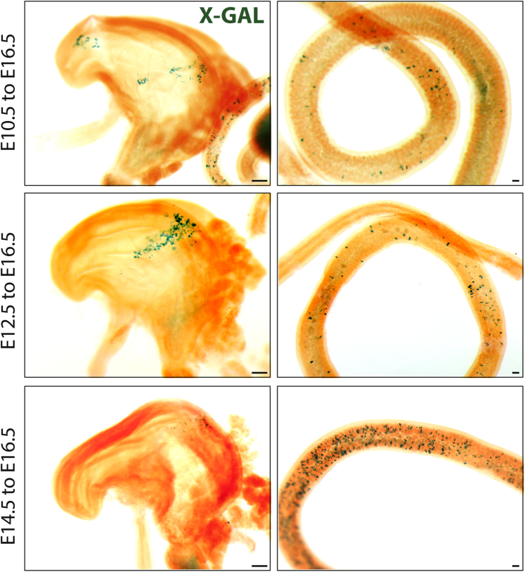 Supplementary Figure 1