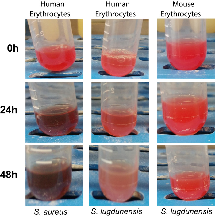 Figure 5—figure supplement 2.