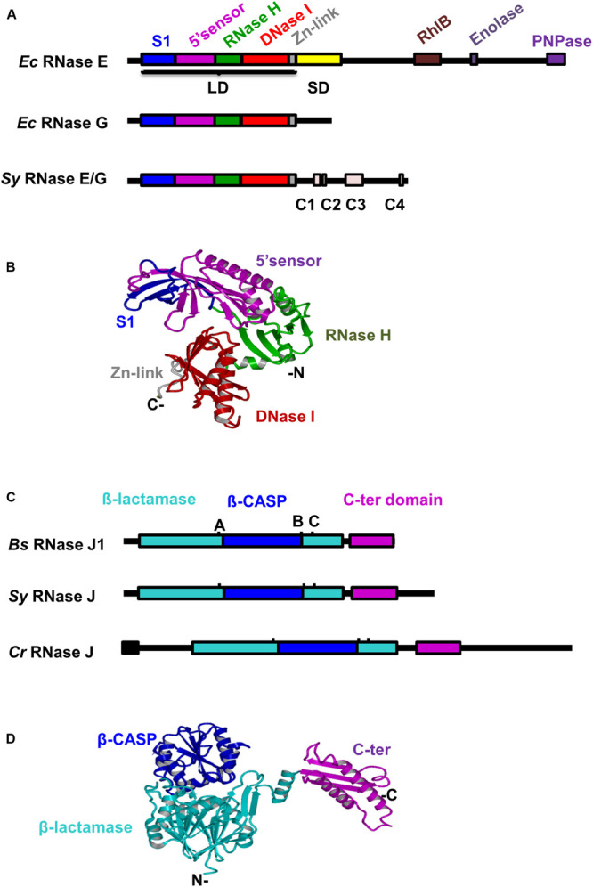 FIGURE 1