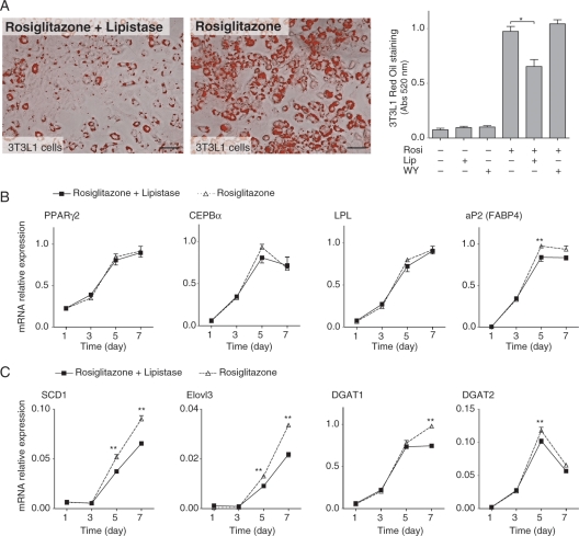 Figure 4