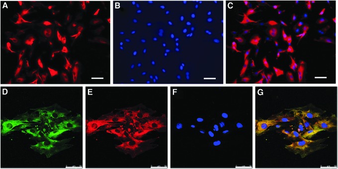 FIG. 1.