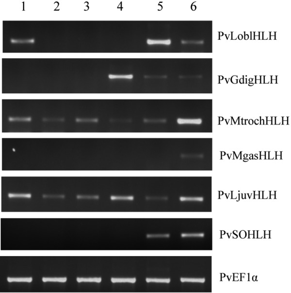 Fig. 6.—