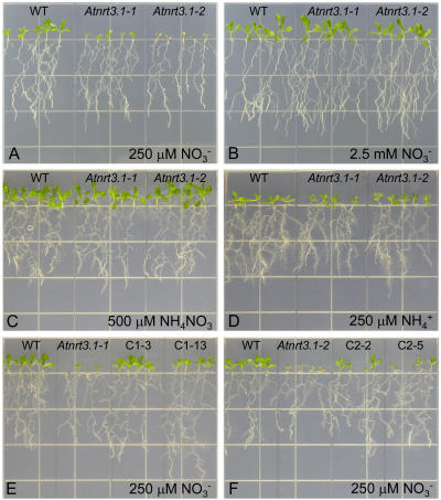 Figure 3.