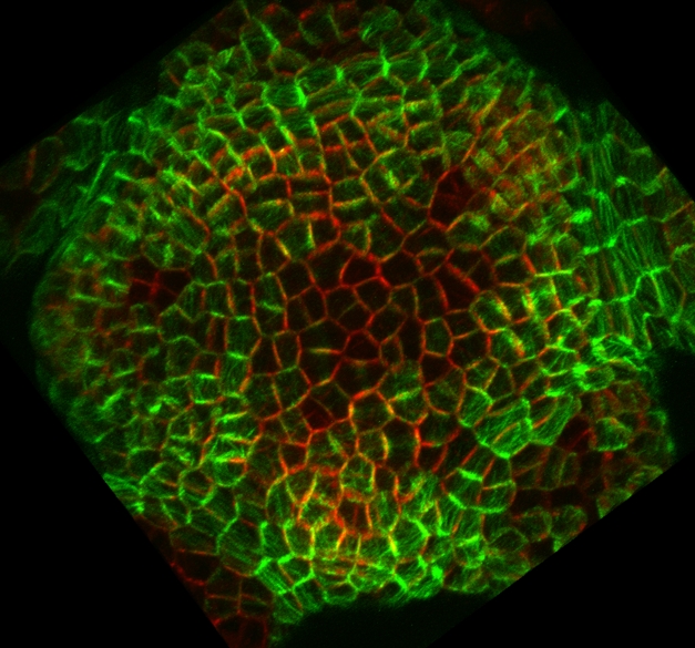 In the Arabidopsis shoot meristem, the orientation of cellular growth and the direction of auxin transport are coupled through a common orientation of interphase microtubules (green) and PIN1 auxin efflux carrier localization (red).