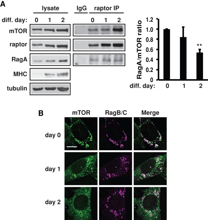 FIGURE 3: