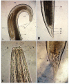 Fig. 2
