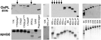 Fig. 8.