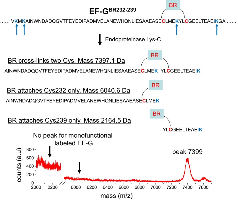 Fig. S1.