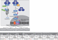 Supplemental Figure S3