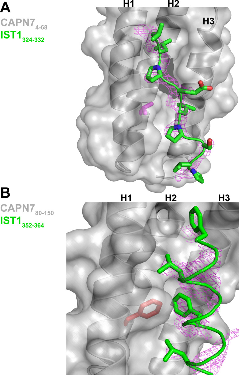 Figure 2—figure supplement 1.