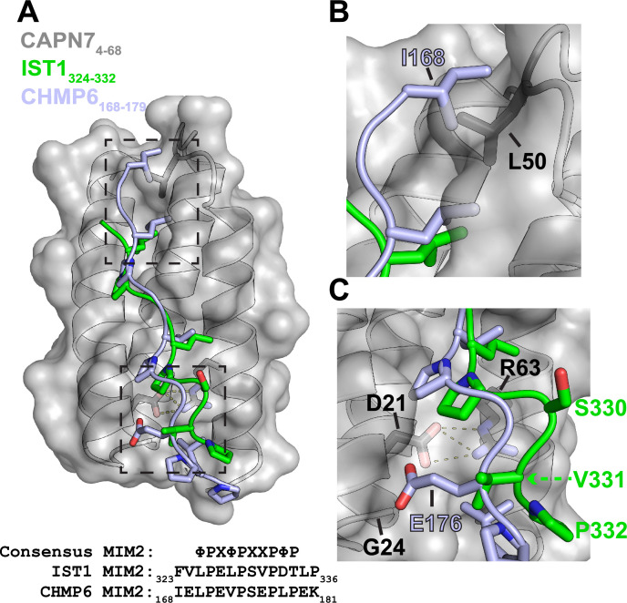 Figure 2—figure supplement 2.