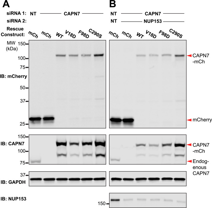 Figure 5—figure supplement 1.