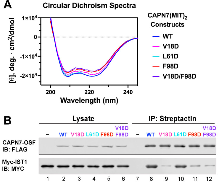 Figure 3—figure supplement 1.